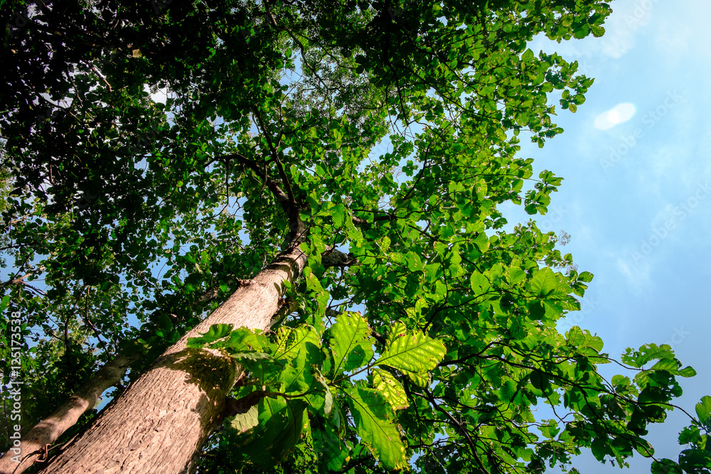 Fototapeta premium Big tree in forest