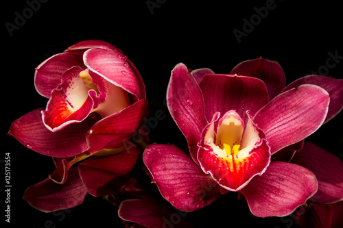 Cuadro en lienzo Red cymbidium Isolated on black background