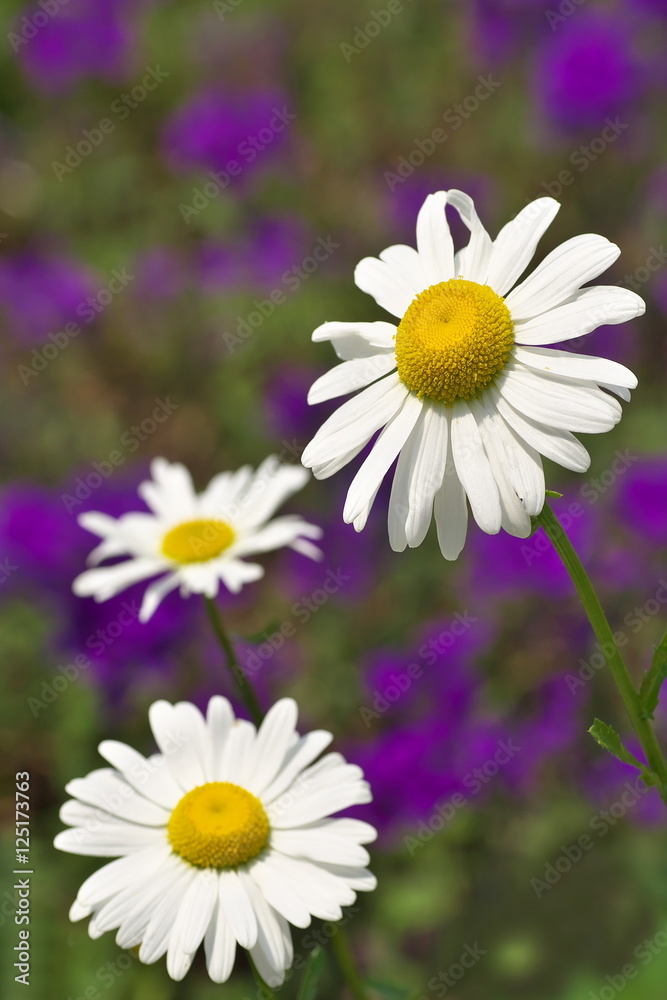 Obraz premium マーガレット