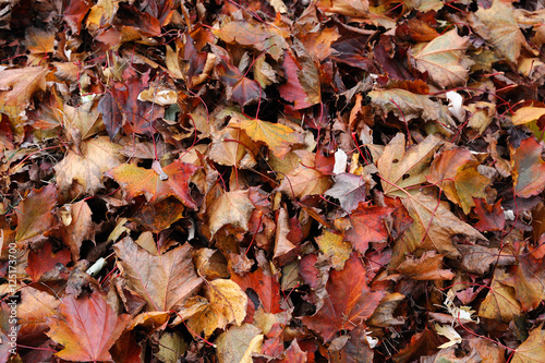 fallen leaves background