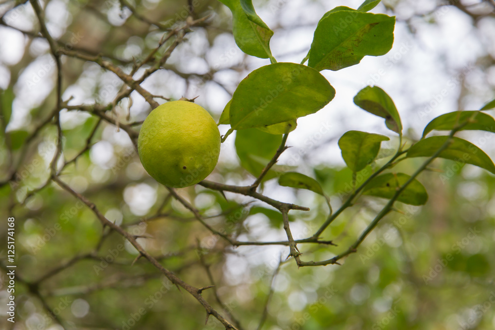 Pomelo hanging on tree.