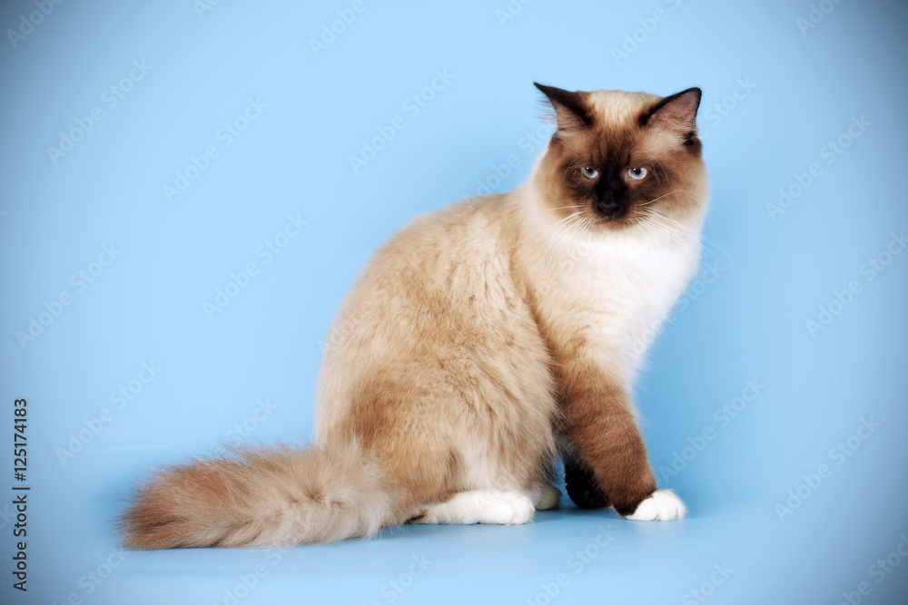 beautiful cat breed Neva masquerade on a blue background in the