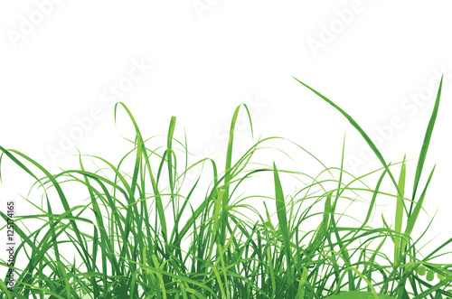 Green grass vector illustration eps 10.