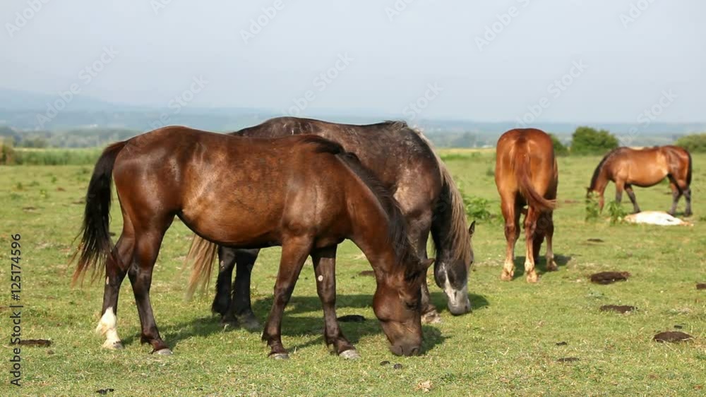 Farm in the countryside, a large number of animals in the forefront of the horses. Farm in the countryside, a large number of animals in the forefront of the horses.