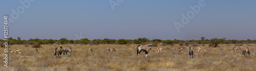 Gemsbok or gemsbuck (Oryx gazella) and Springbok (Antidorcas marsupialis) herds grazing. Kalahari. Botswana