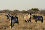 Gemsbok or gemsbuck (Oryx gazella) herd. Kalahari. Botswana