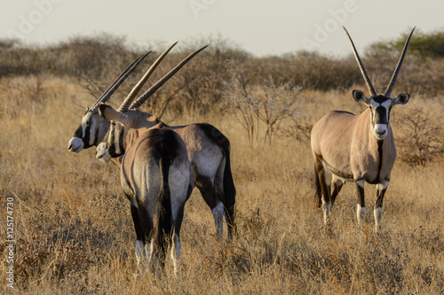 Gemsbok or gemsbuck (Oryx gazella) herd. Kalahari. Botswana