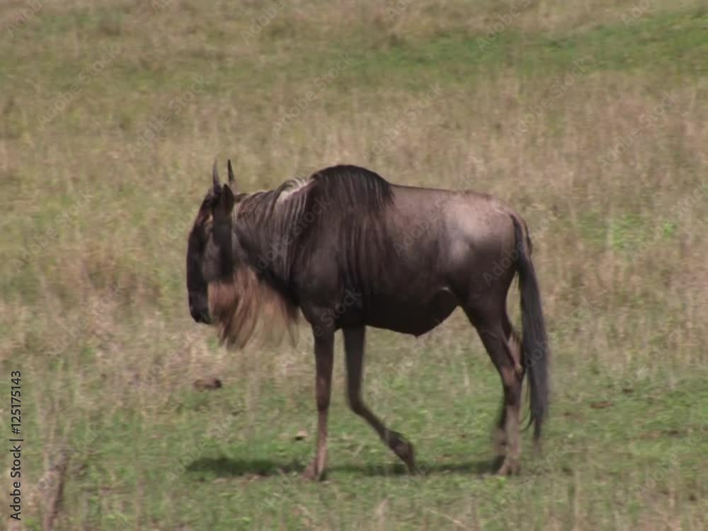 Wildebeest walking and feeding on the African grass plains, zebras feeding to Wildebeest walking and feeding on the African grass plains, zebras feeding to