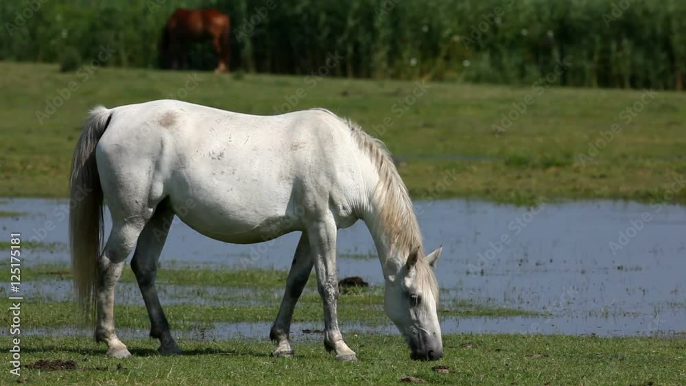 Farm in the countryside, a large number of animals in the forefront of the horses. Morning light and beautiful reflections in the water. Farm in the countryside, a large number of animals in the forefront of the horses. Morning light and beautiful reflections in the water.