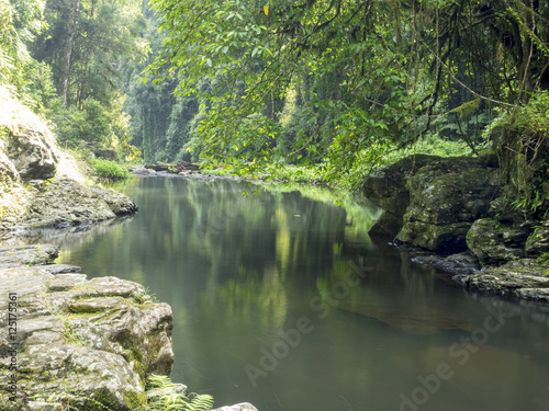 Rainforest pool