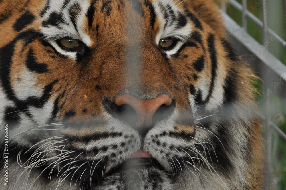 Naklejka premium Wild tiger. Predatory cat in a cage.