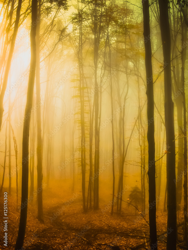 Obraz premium Foggy morning in the forest