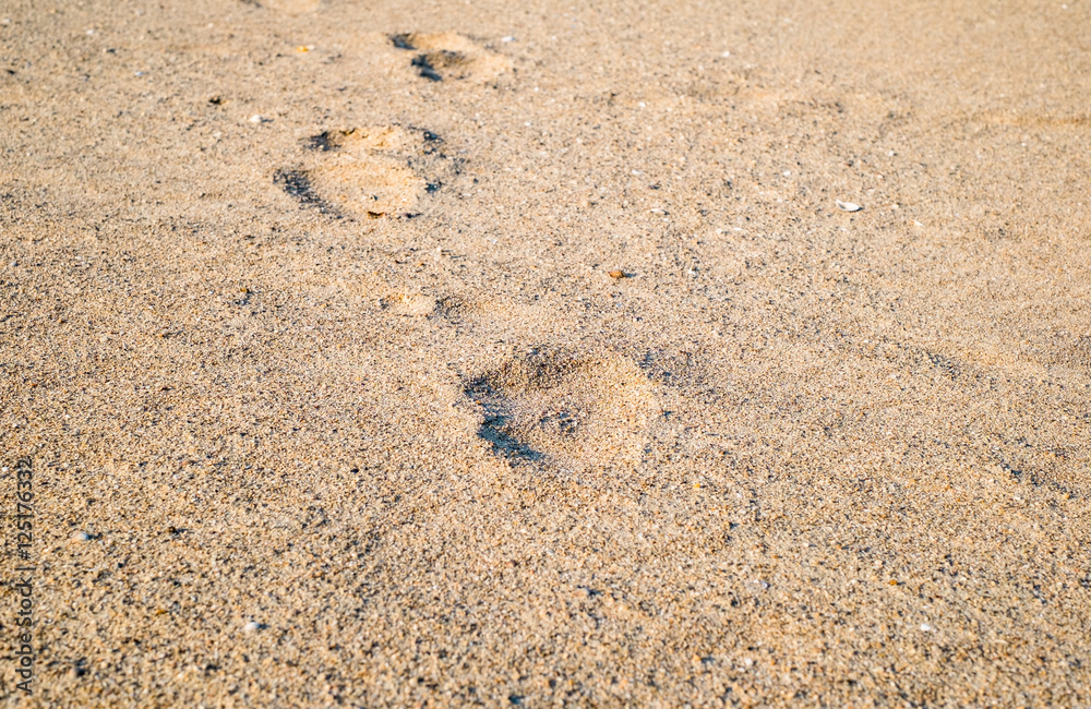 Footprints in the sand Footprints in the sand