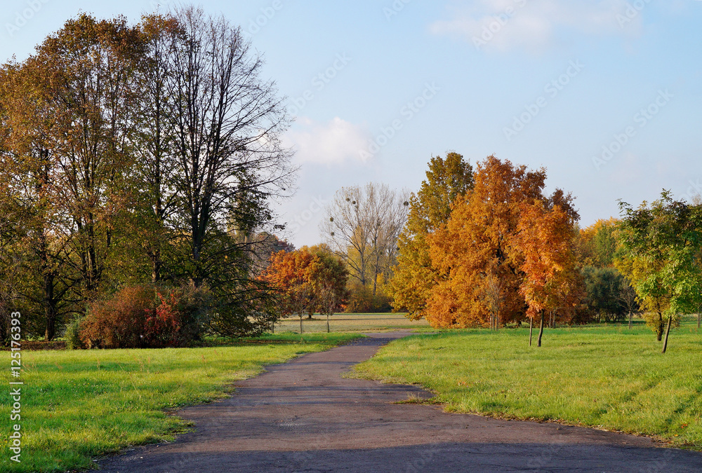 Fototapeta premium Beautiful colorful autumn - great autumn trees - autumn alley