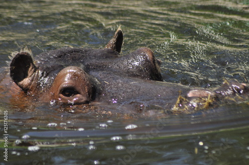 Hippo. Floating in the water a large animal living in Africa