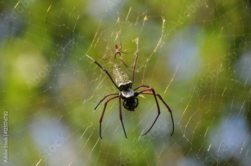 Big spider. Tropical nicely colored with a spider on the network. Indonesia. Java. © TRINGA