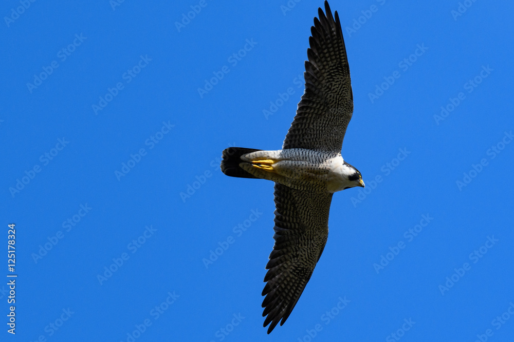 Obraz premium ハヤブサ 飛翔