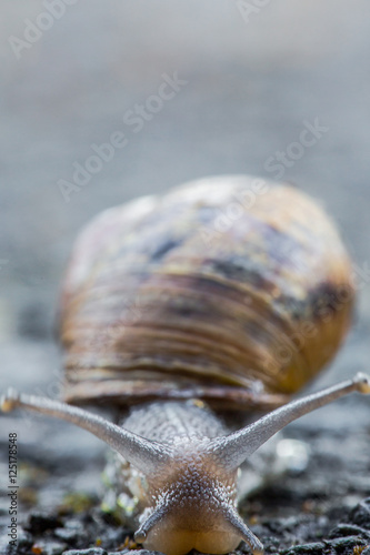 Snail portrait on the road