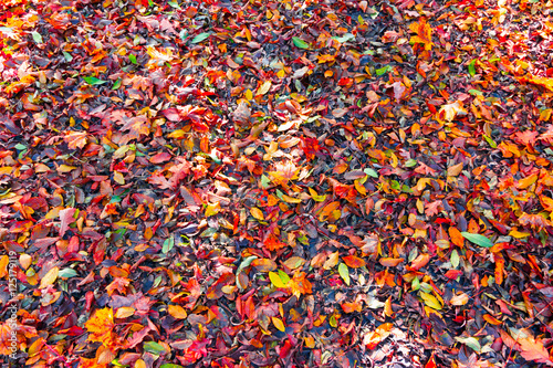 Bunte Blätter am Boden, Herbsthintergrund