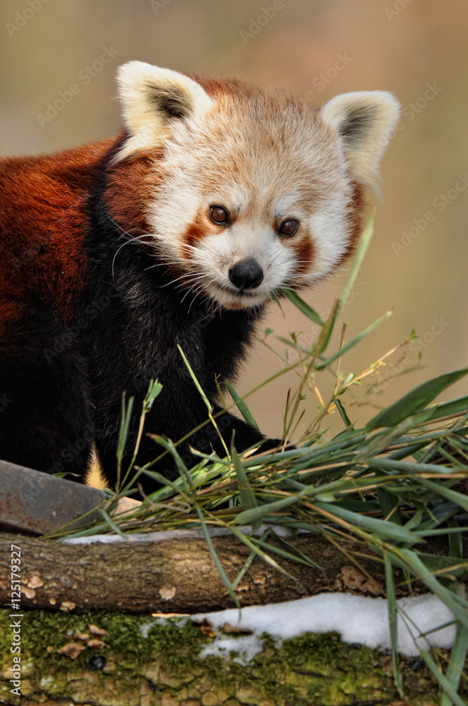 Fototapeta premium Kleiner Roter Panda, Ailurus fulgens , isst Bambus