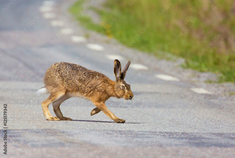 Obraz premium European hare