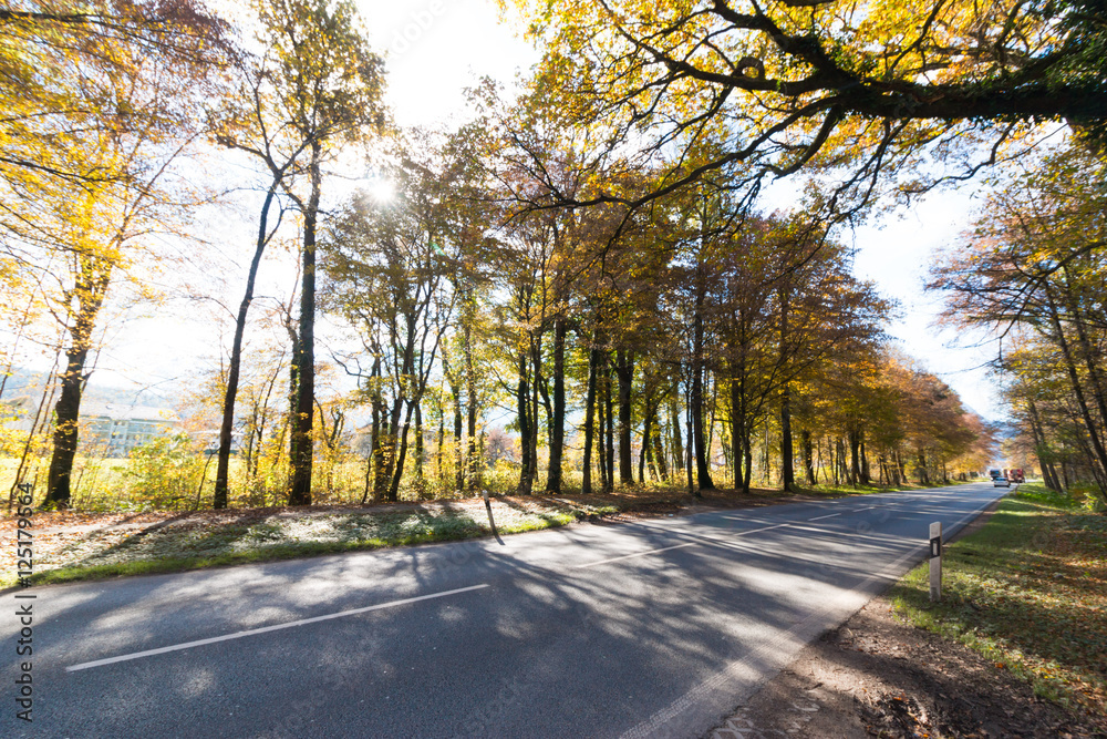 Straße, Bäume und Laub im Herbst
