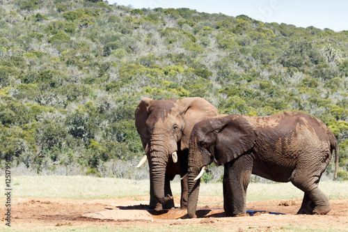 Two Bush Elephants drinking water © charissalotter