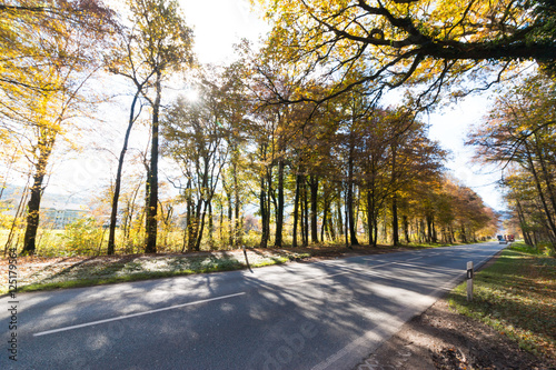 Straße, Bäume und Laub im Herbst © Patrick Daxenbichler
