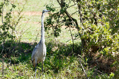 Great Blue Heron Bird standing between the trees