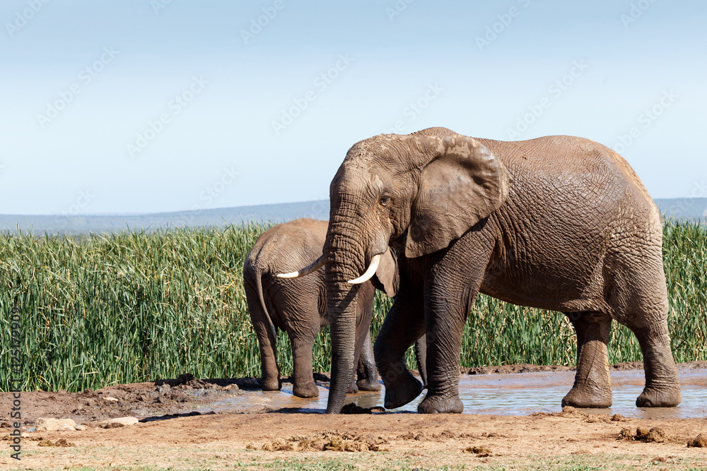 Bush Elephant slurping up some water Bush Elephant slurping up some water