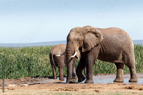 Bush Elephant slurping up some water