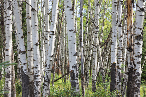 Birch forest in Canada