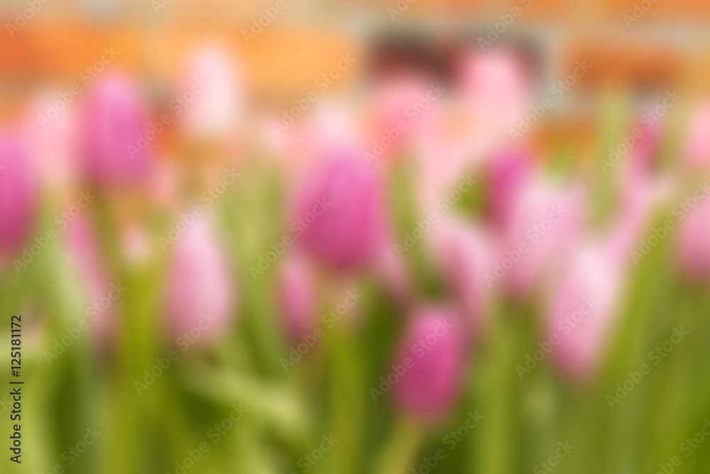 Blurred beautiful tulips