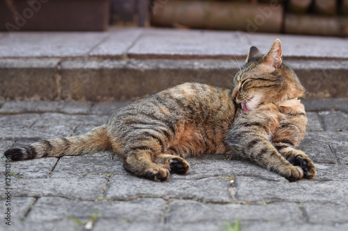 Hauskatze bei der Fellpflege photo