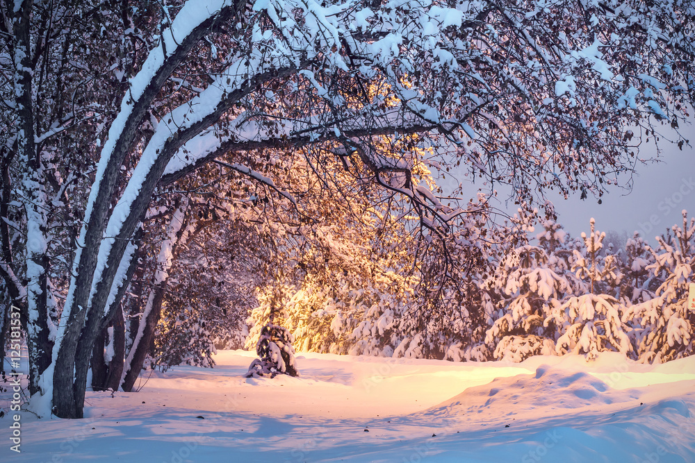 Winter night landscape with snow trees and lighting