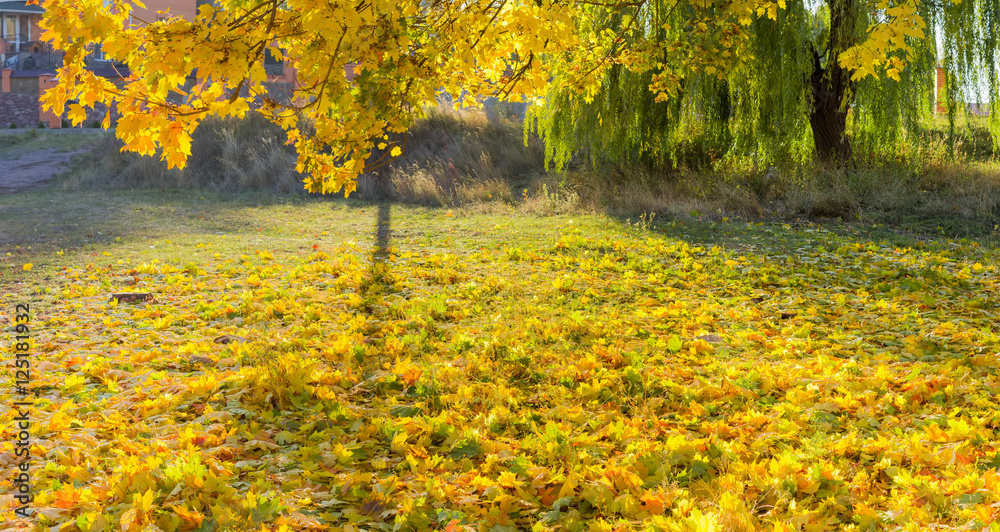Naklejka premium Lawn is covered with fallen maple leaves
