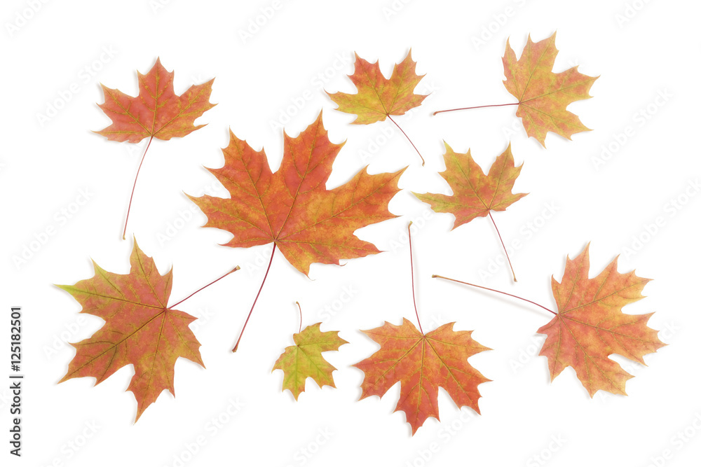 Autumn leaves of maple on a light background Autumn leaves of maple on a light background