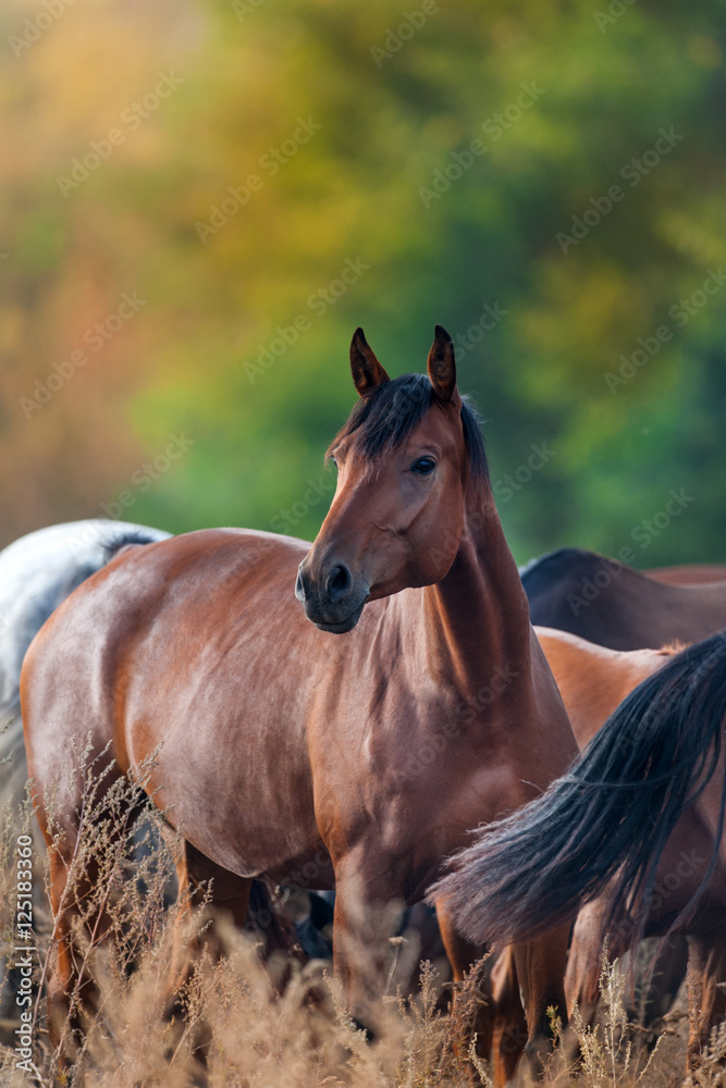 Obraz premium Bay horse portrait in herd against autumn forest background