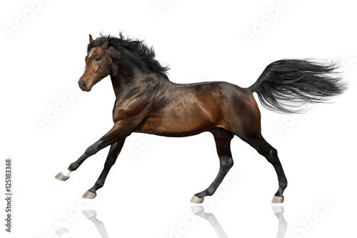 Fototapeta Naklejka Na Ścianę i Meble -  Bay horse run gallop  isolated on white background