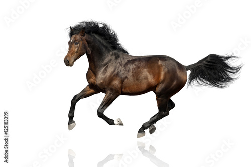 Fototapeta Naklejka Na Ścianę i Meble -  Bay horse run gallop  isolated on white background