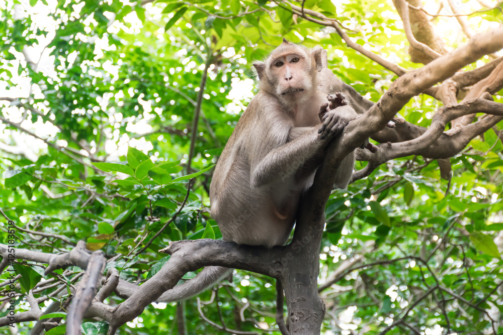 The monkey hanging on the tree branch in the forest The monkey hanging on the tree branch in the forest