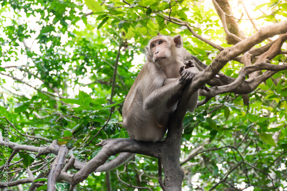 The monkey hanging on the tree branch in the forest