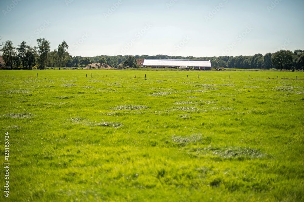 Fototapeta premium Cow-house in wide dutch landscape during summer. Winterswijk. Achterhoek.