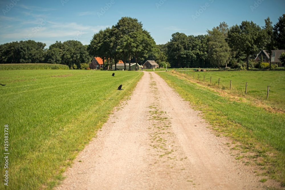 Crows flying over dirt road in countryside. Winterswijk. Achterhoek.