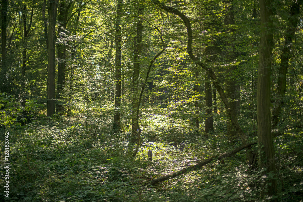 Obraz premium Summer forest in dappled sunlight. Winterswijk. Achterhoek. Gelderland.