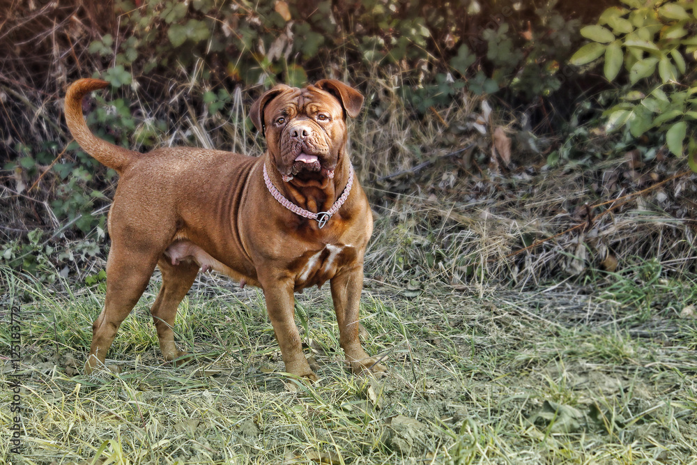 Dog Dogue de Bordeaux - Perfect specimen