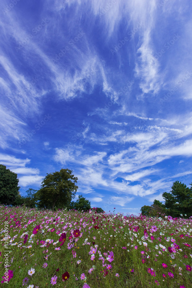 大空とコスモス畑 大空とコスモス畑