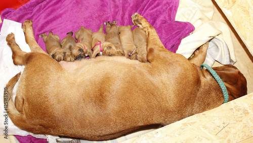 Lactating female - Dogue de Bordeaux