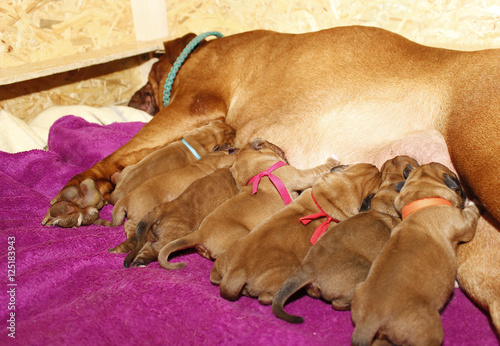 Wallpaper Mural Lactating female - Dogue de Bordeaux Torontodigital.ca