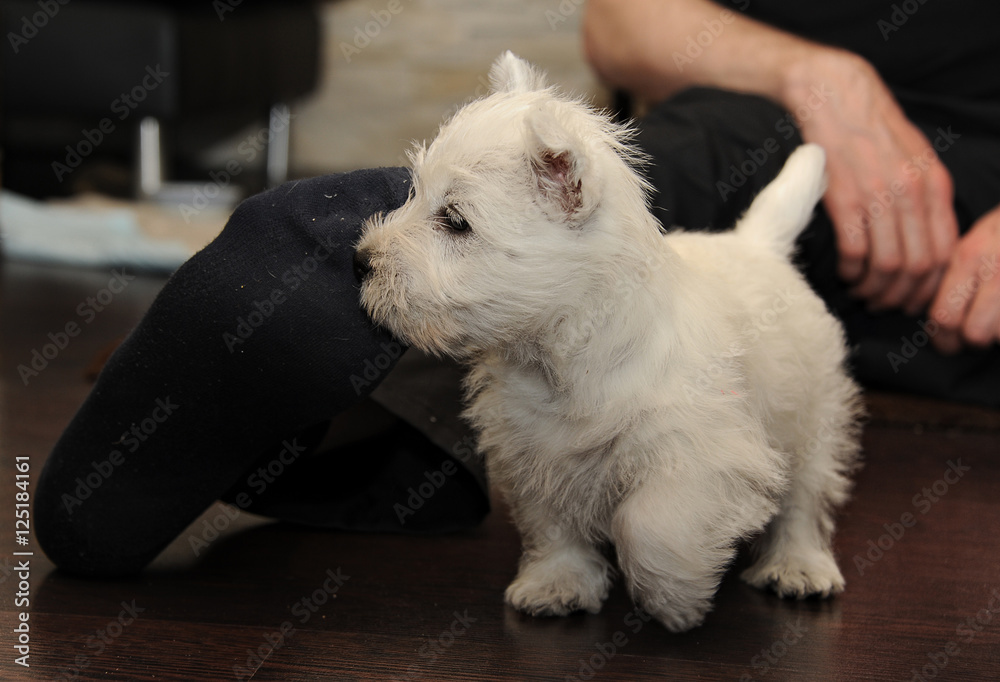 Westie Welpe erkundet sein neues Zuhause Westie Welpe erkundet sein neues Zuhause
